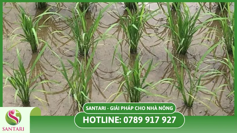 Triệu chứng điển hình trên cây lúa