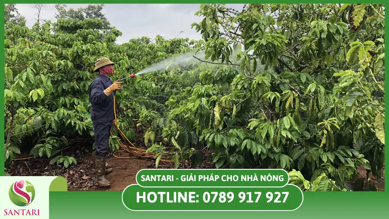 mức độ thiệt hại vườn cà phê sau hạn