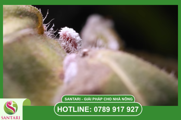 Đặc điểm sinh học "phòng thủ" của rệp sáp Pseudococcidae