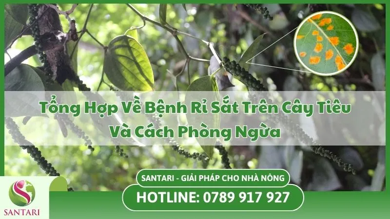 Bệnh Rỉ Sắt Trên Cây Tiêu