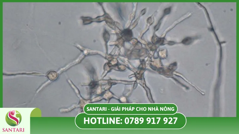 Nguyên nhân gây ra bệnh thối quả điều