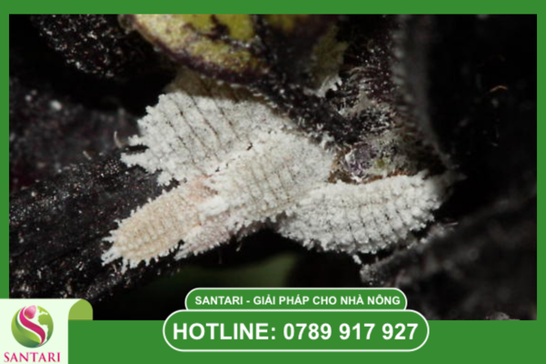 Quy trình "Tẩy vườn" cà phê sạch bóng từ Santari