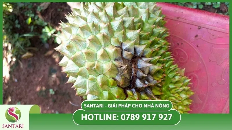 Trái sầu riêng bị mốc vỏ