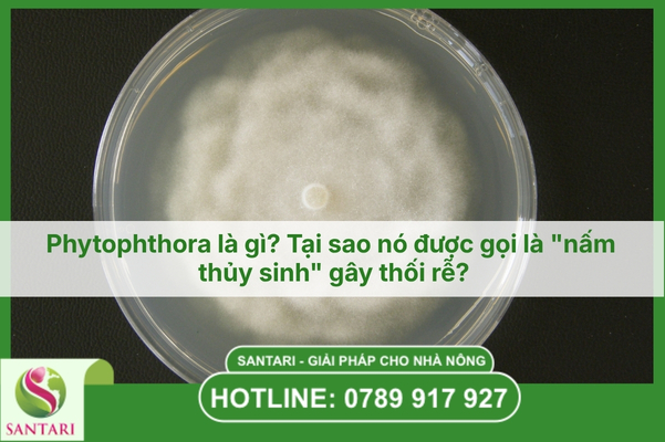 Phytophthora là gì? Tại sao nó được gọi là "nấm thủy sinh" gây thối rễ?