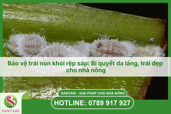 Bảo vệ trái non khỏi rệp sáp: Bí quyết da láng, trái đẹp cho nhà nông