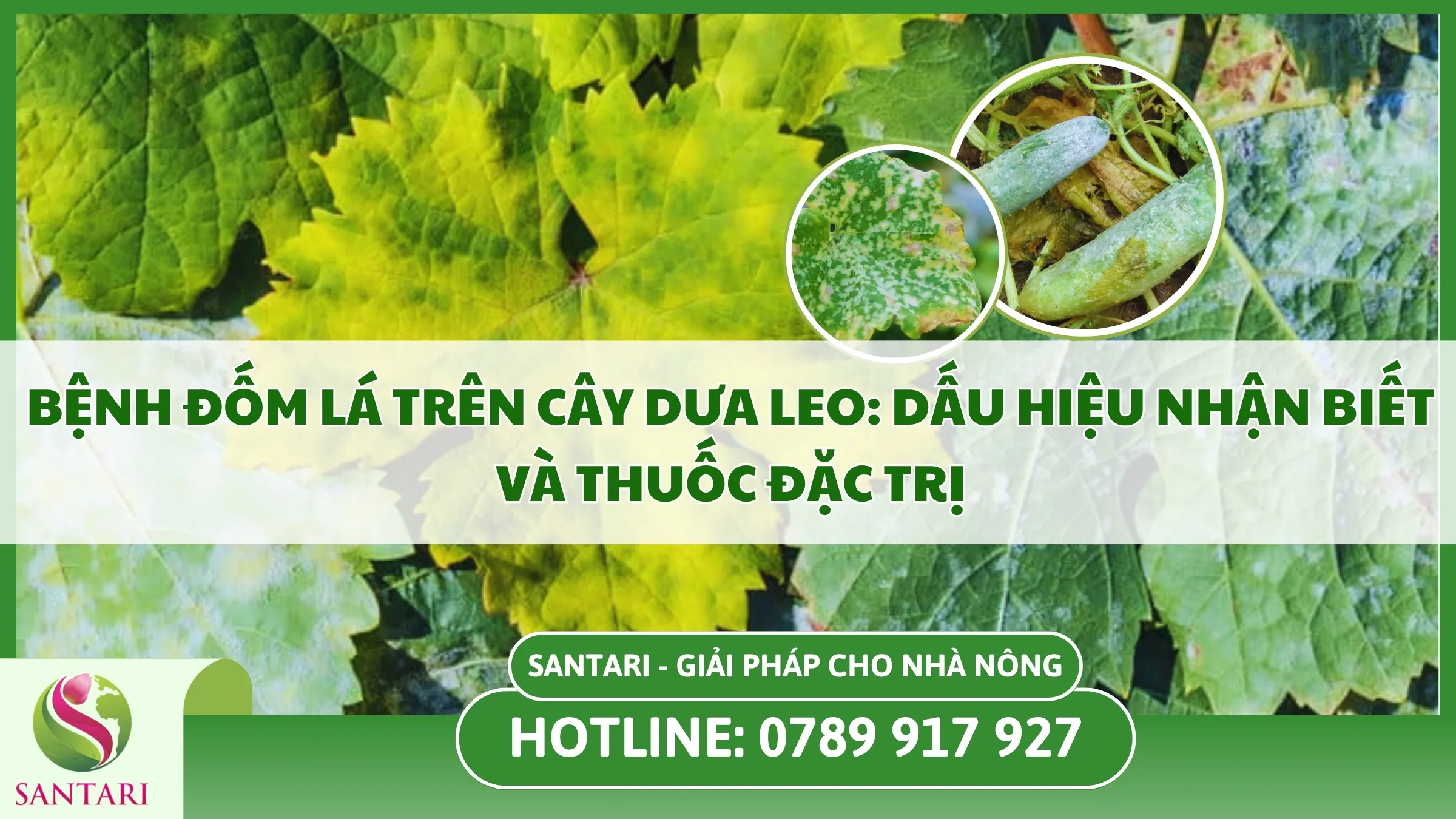 Bệnh Đốm Lá Trên Cây Dưa Leo: Dấu Hiệu Nhận Biết Và Thuốc Đặc Trị