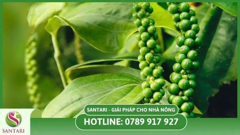 Kiểm tra cây tiêu thường xuyên để phát hiện bệnh sớm