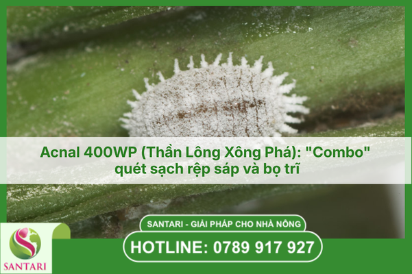 Acnal 400WP (Thần Lông Xông Phá): "Combo" quét sạch rệp sáp và bọ trĩ