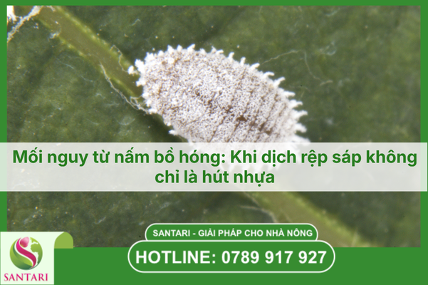 Mối nguy từ nấm bồ hóng: Khi dịch rệp sáp không chỉ là hút nhựa