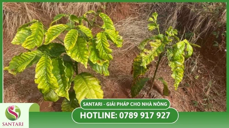 Dấu hiệu cây phát triển không đồng đều