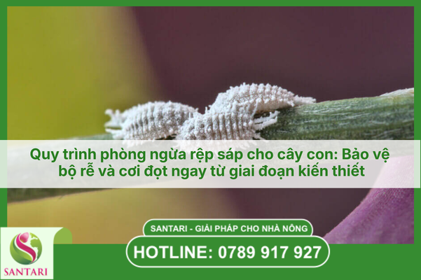 Quy trình phòng ngừa rệp sáp cho cây con: Bảo vệ bộ rễ và cơi đọt ngay từ giai đoạn kiến thiết