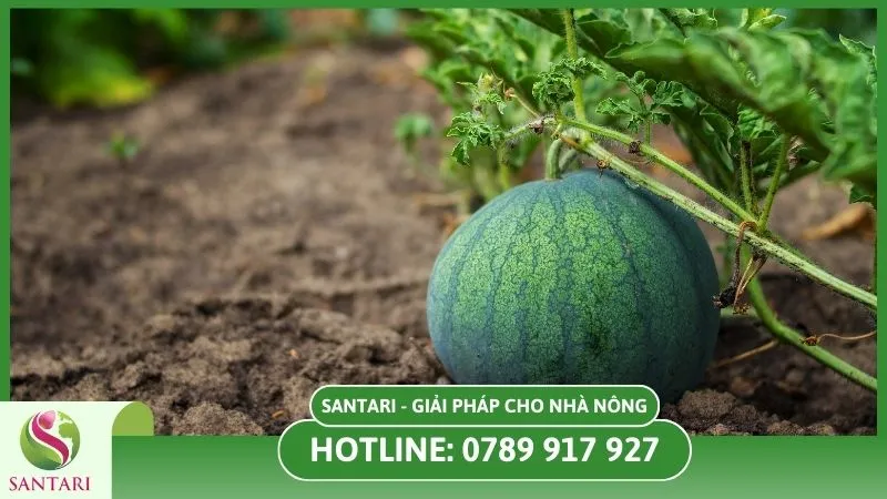 Bón đất ban đầu