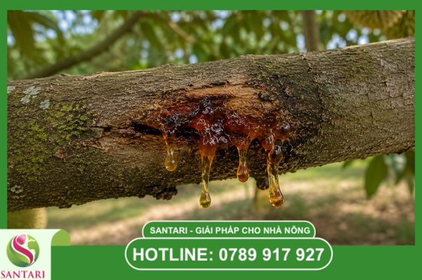 Bệnh Phytophthora thối trái (Sầu riêng, Ca cao)