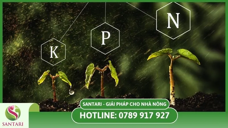 Cung cấp đạm, lân, kali cho cây
