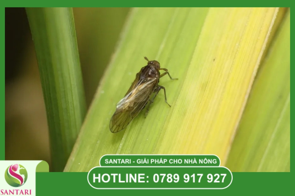 FAQ – Giải đáp thắc mắc chuyên sâu về rầy nâu