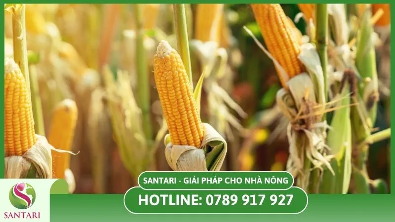 Giới thiệu về cây bắp