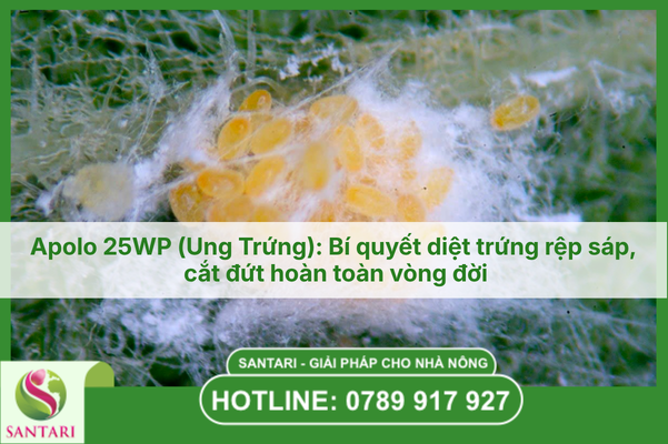 Apolo 25WP (Ung Trứng): Bí quyết diệt trứng rệp sáp, cắt đứt hoàn toàn vòng đời