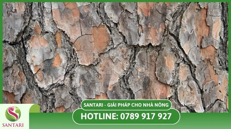 Vỏ thân nứt vì bệnh thán thư trên cây tiêu