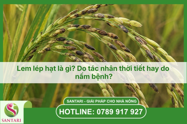 Lem lép hạt là gì? Do tác nhân thời tiết hay do nấm bệnh?