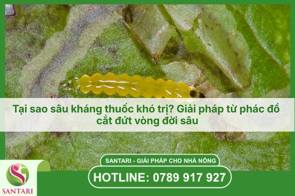 Tại sao sâu kháng thuốc khó trị? Giải pháp từ phác đồ cắt đứt vòng đời sâu
