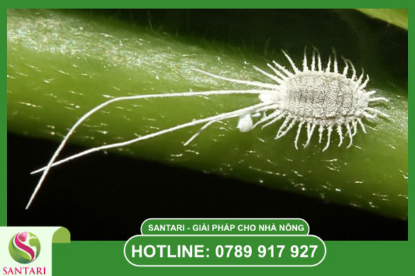 Câu hỏi thường gặp (FAQ)