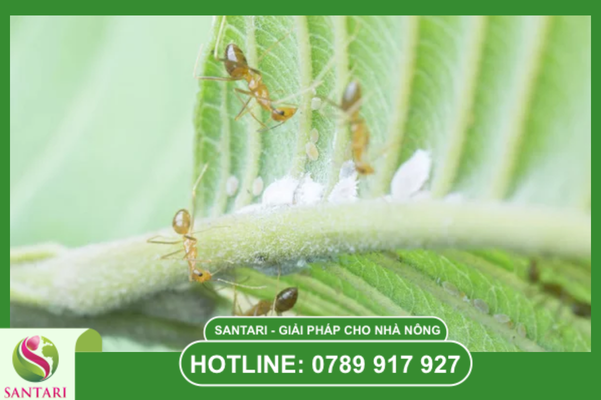 Câu hỏi thường gặp (FAQ)