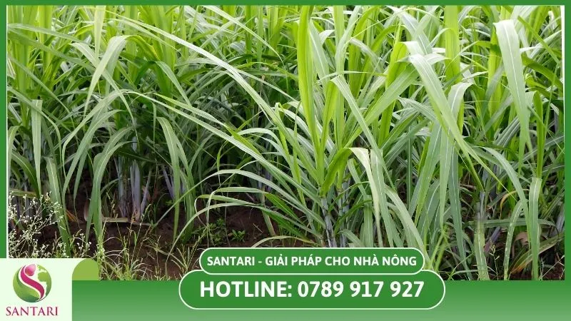 Chăm sóc cây sả