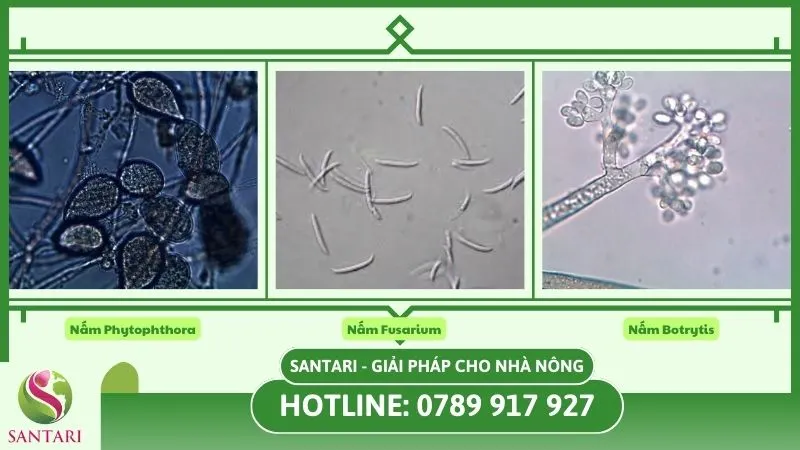 Các bệnh nấm thường gặp