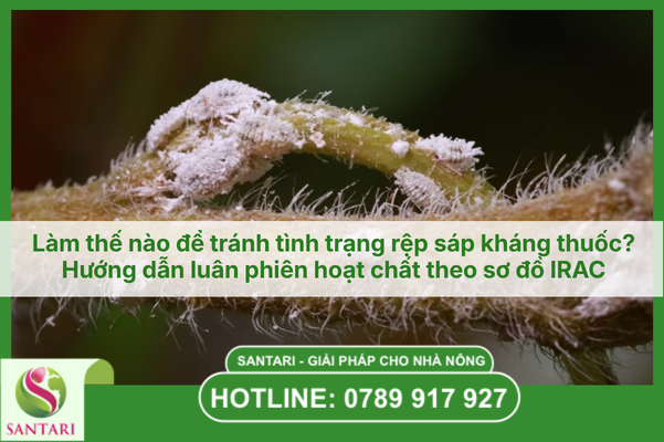Làm thế nào để tránh tình trạng rệp sáp kháng thuốc?