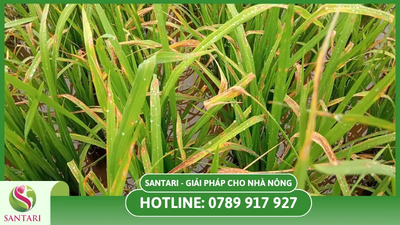 Bệnh rỉ sắt trên cây lúa là gì?