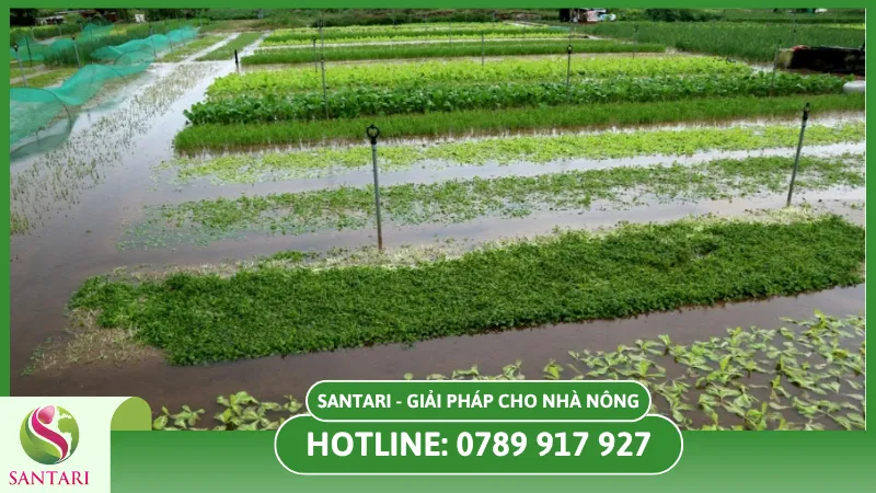 Tình trạng cây sau mưa