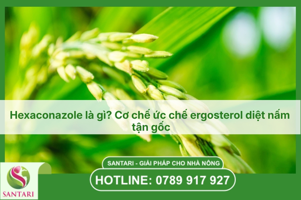 Hexaconazole là gì? Cơ chế ức chế ergosterol diệt nấm tận gốc