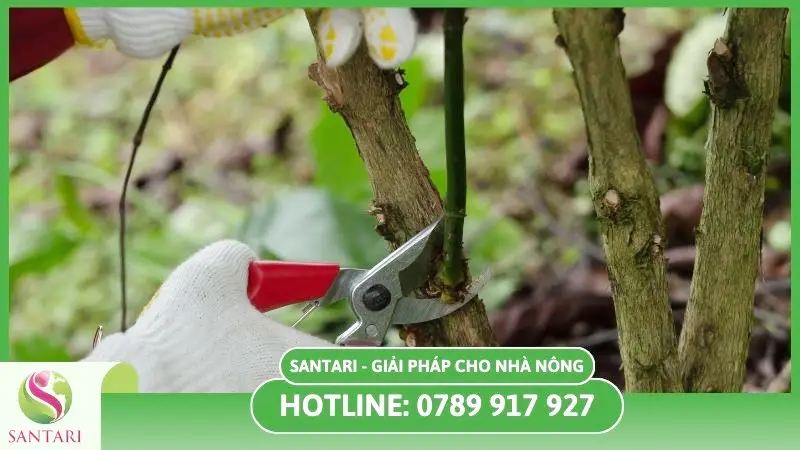 Xử lý cành khô giúp loại bỏ sâu bệnh