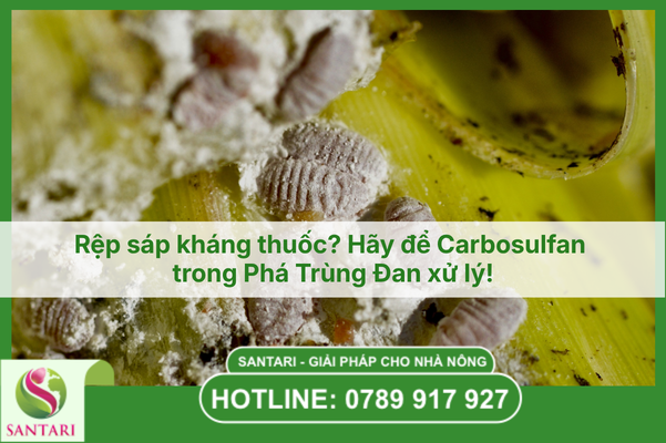 Rệp sáp kháng thuốc? Hãy để Carbosulfan 20SC trong Phá Trùng Đan xử lý!