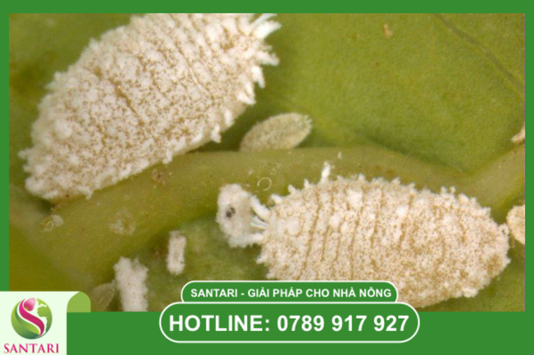 Câu hỏi thường gặp (FAQ)