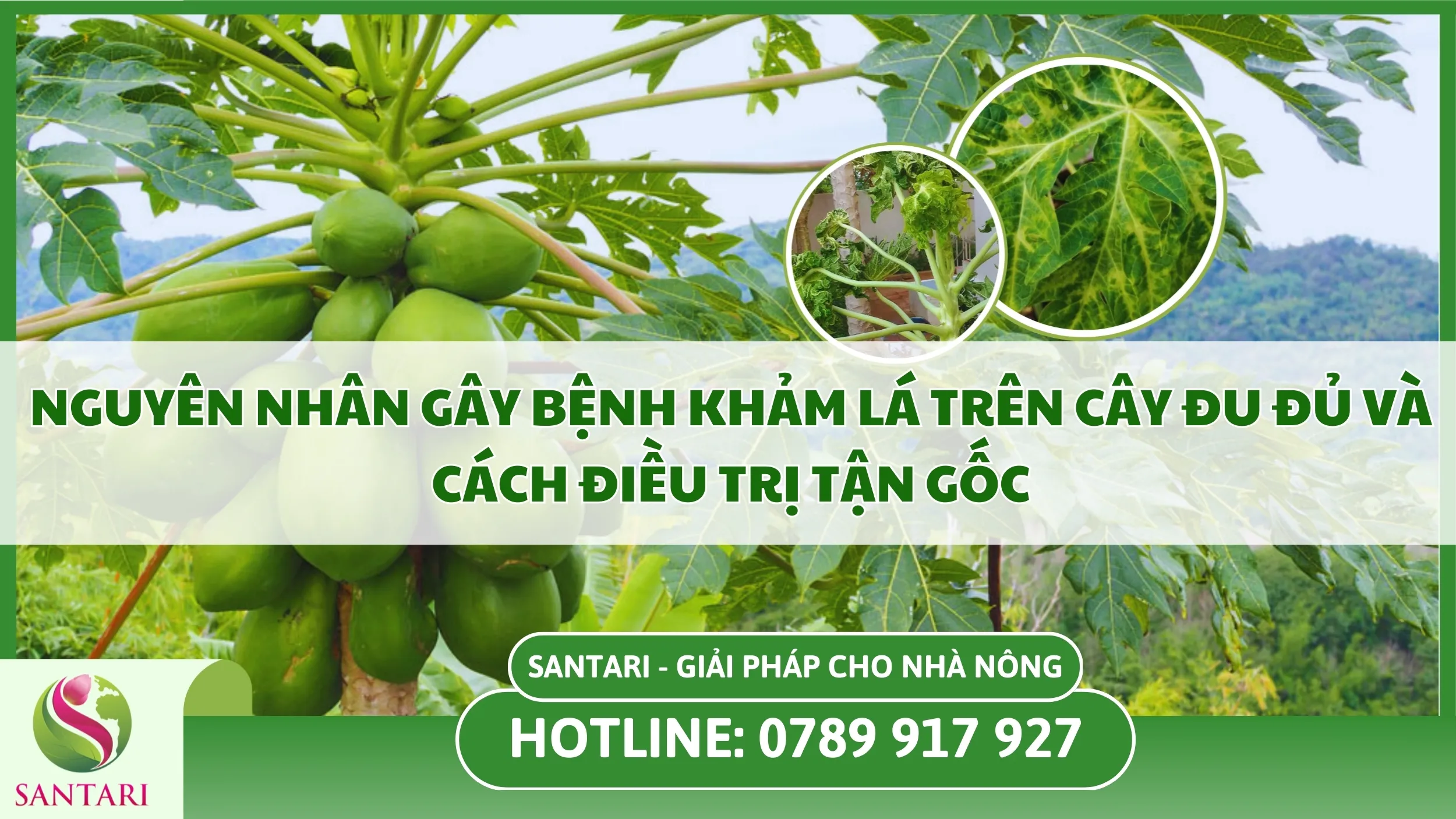 Nguyên Nhân Gây Bệnh Khảm Lá Trên Cây Đu Đủ Và Cách Điều Trị Tận Gốc