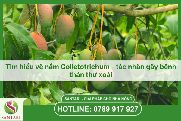 Tìm hiểu về nấm Colletotrichum - tác nhân gây bệnh thán thư xoài