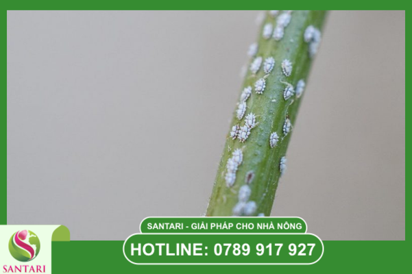 Câu hỏi thường gặp (FAQ)