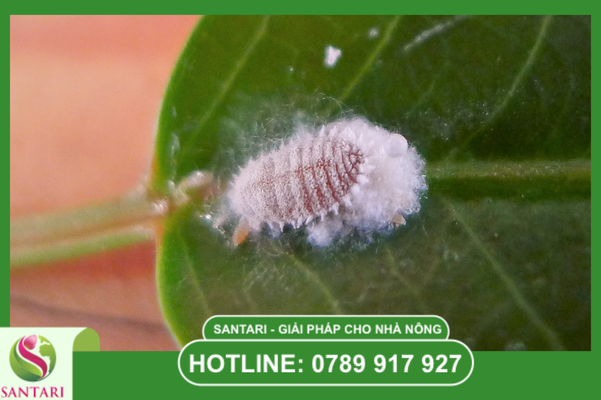 Khắc Trùng Đan (AFUDAN 20SC): Khắc tinh của rệp ẩn nấp