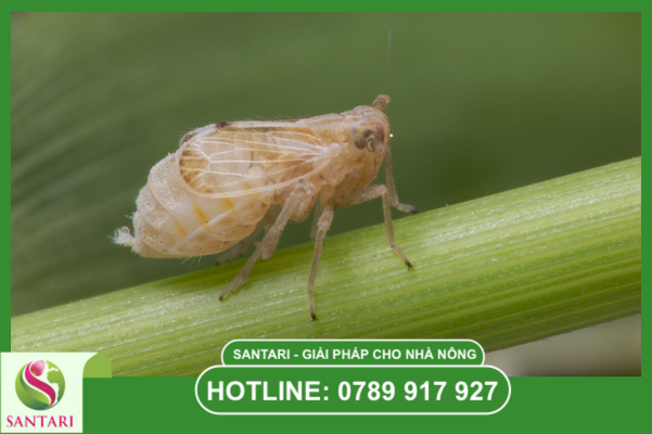 Hiểm họa cháy rầy và áp lực thời gian trong dập dịch