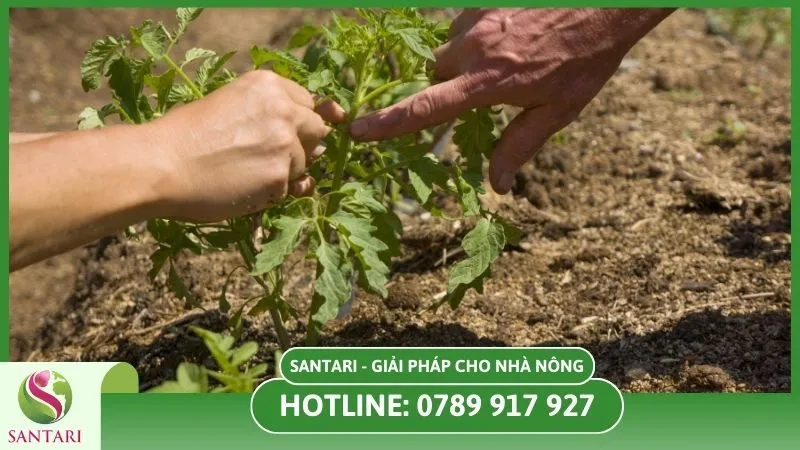 Trồng cà chua giống sẵn