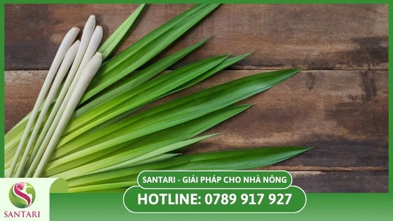 Giởi thiệu về sả