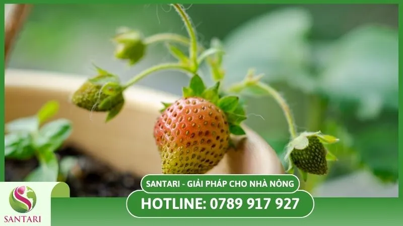 Chọn giống dâu tây