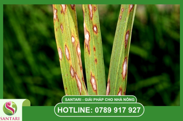 Bệnh đạo ôn lúa / Bệnh cháy lá lúa
