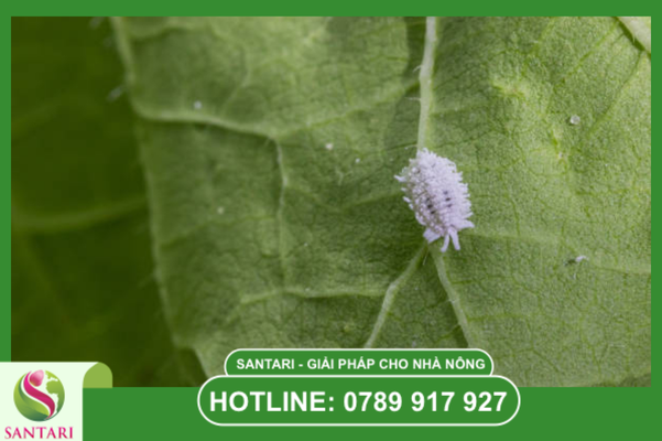Câu hỏi thường gặp (FAQ)