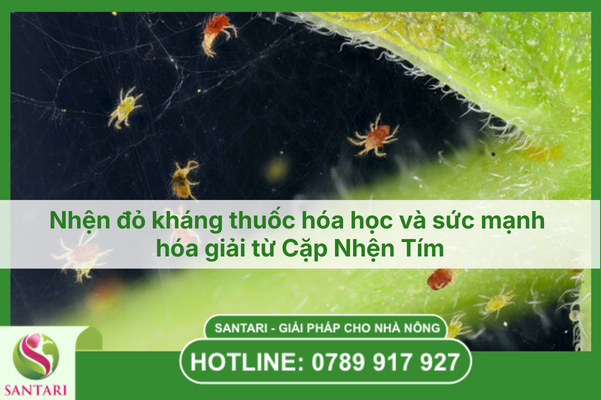 Nhện đỏ kháng thuốc hóa học và sức mạnh hóa giải từ Cặp Nhện Tím