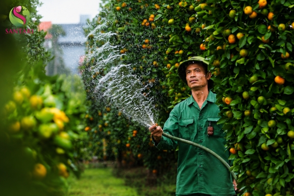 Lưu Ý Sử Dụng Thuốc Trừ Sâu PROTETRA 30SC hiệu SANMATTRA