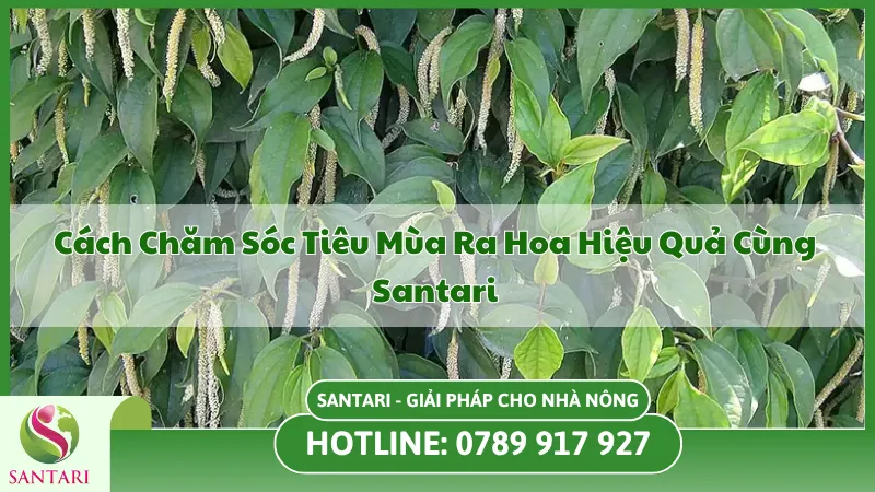 Cách Chăm Sóc Tiêu Mùa Ra Hoa: Tăng Năng Suất Cùng Santari