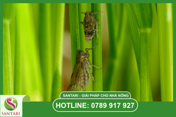 Câu hỏi thường gặp