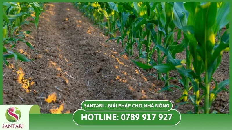 Chuẩn bị đất trồng bắp